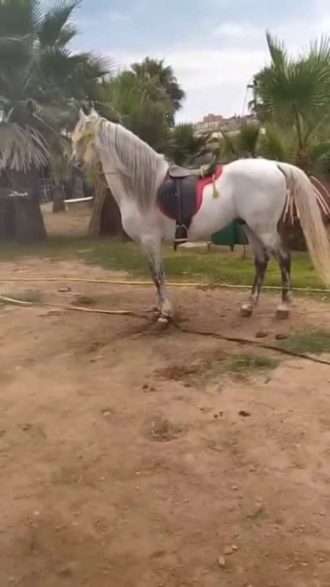 Pension pour chevaux