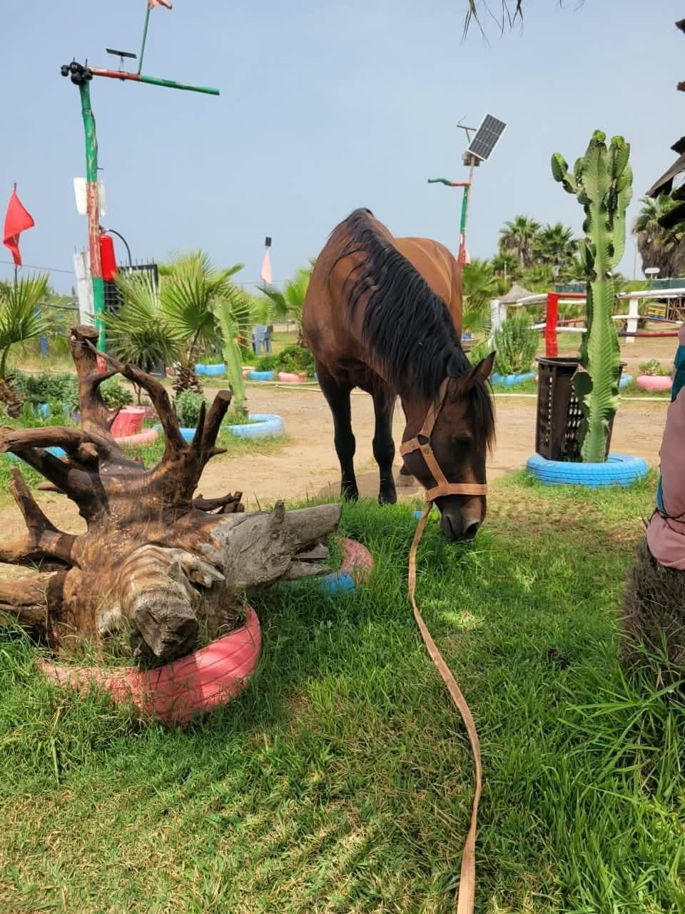 Soins attentifs aux chevaux de Bahate Nakhil